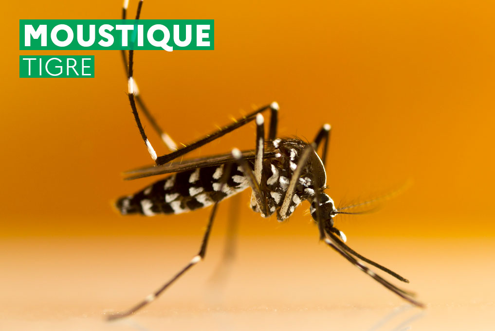 Le moustique tigre « Aedes Albopictus » | Agence régionale de santé Normandie